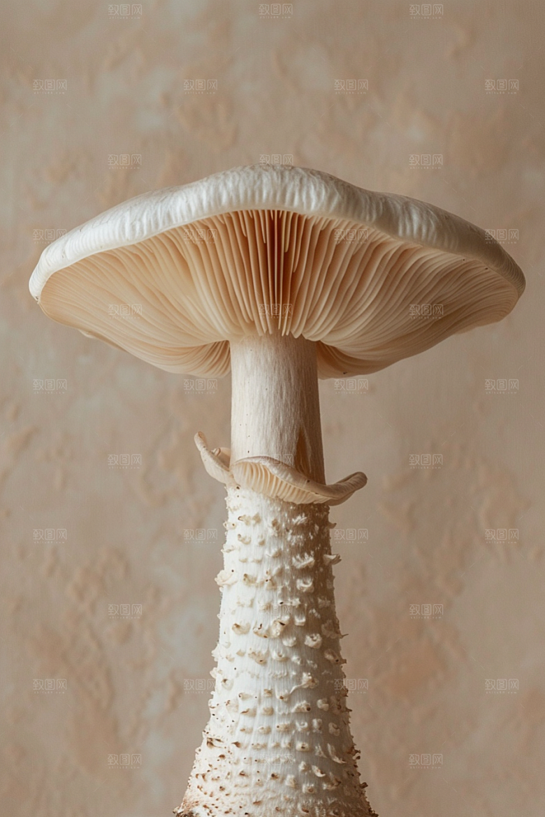 蘑菇菌菇菌子摄影图
