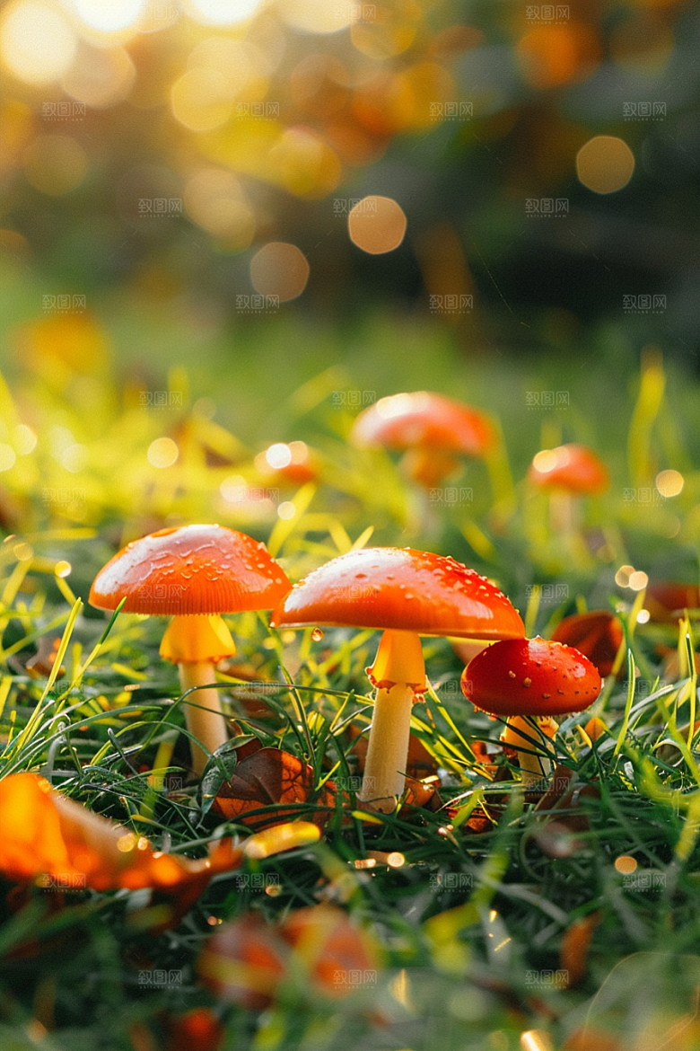 蘑菇菌子自然摄影图