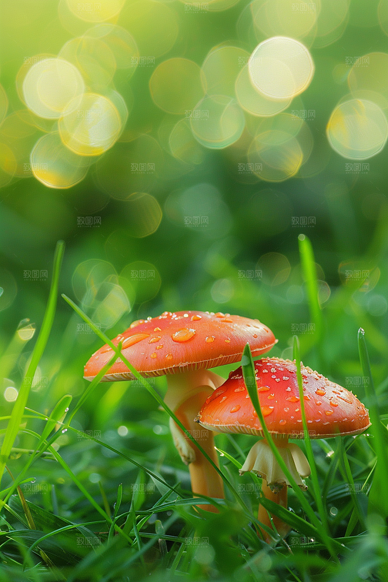 蘑菇雨后高清摄影图