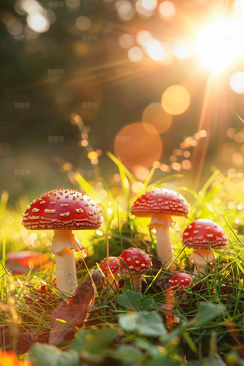 蘑菇云南自然摄影图