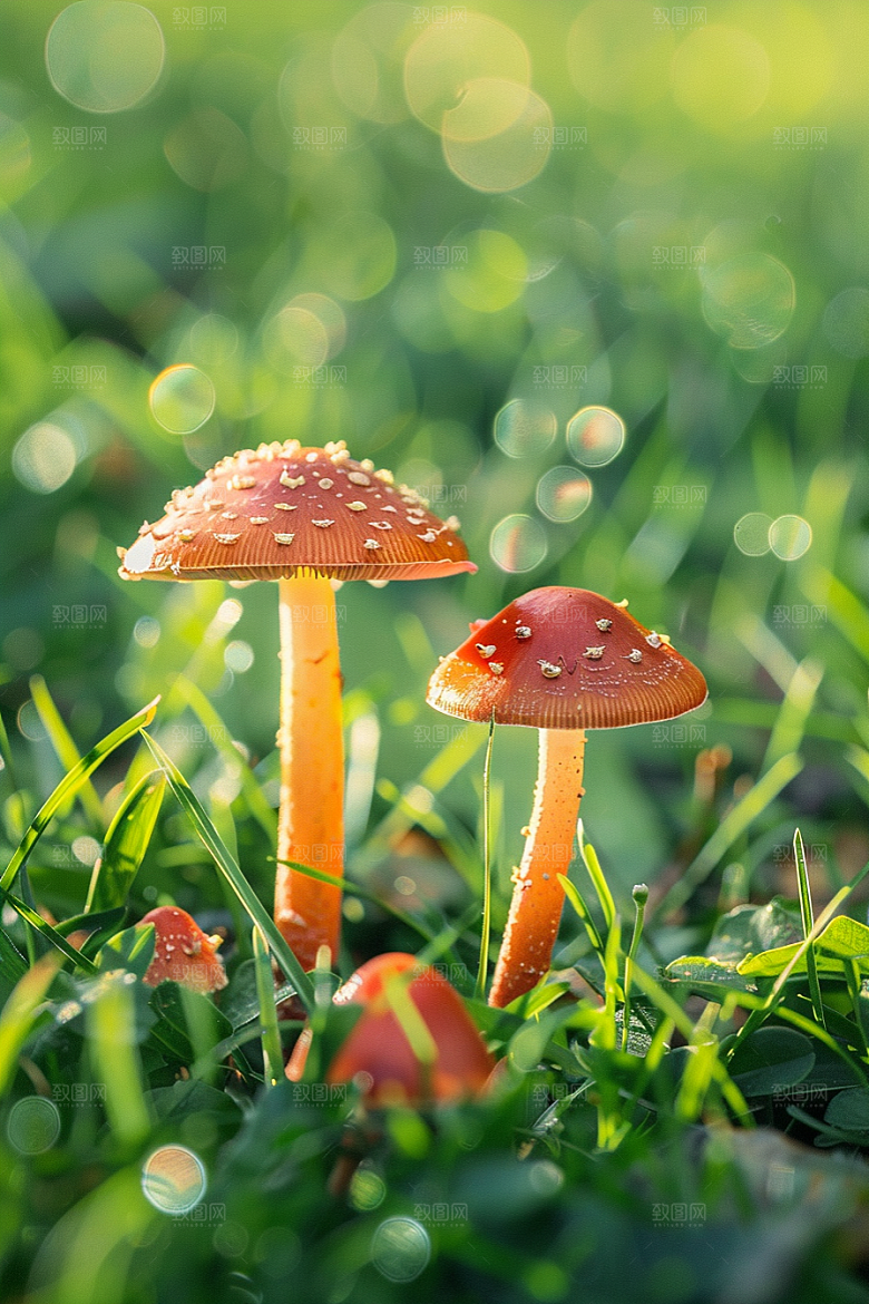 蘑菇雨后美味摄影图