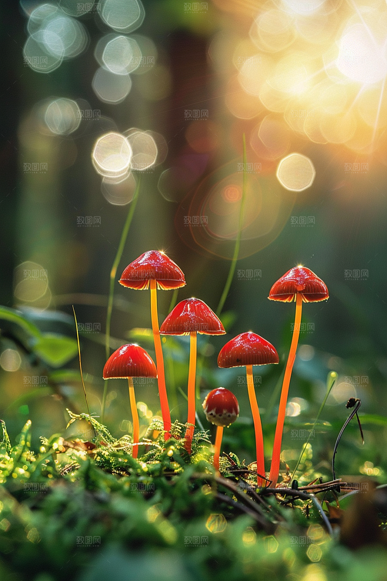 蘑菇鲜美菌子摄影图