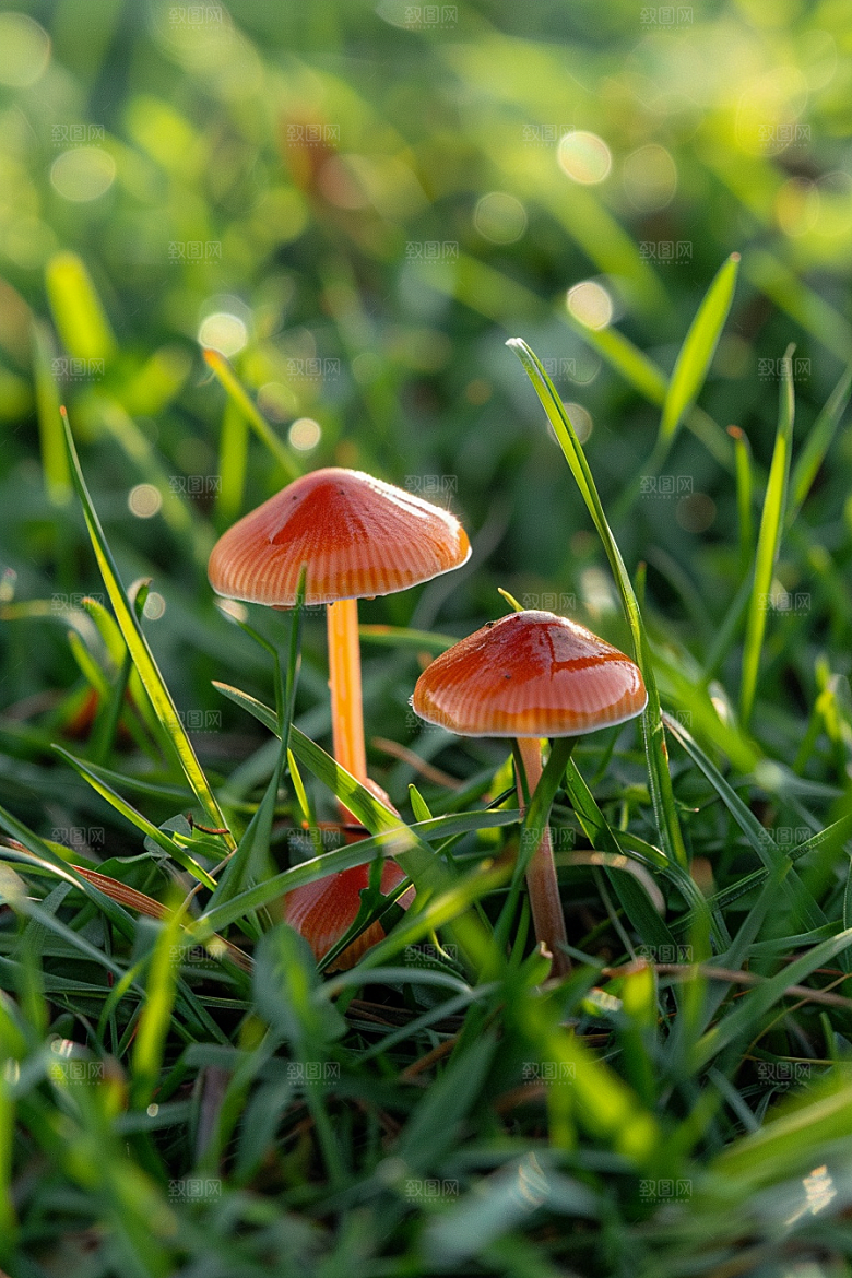 蘑菇雨后高清摄影图