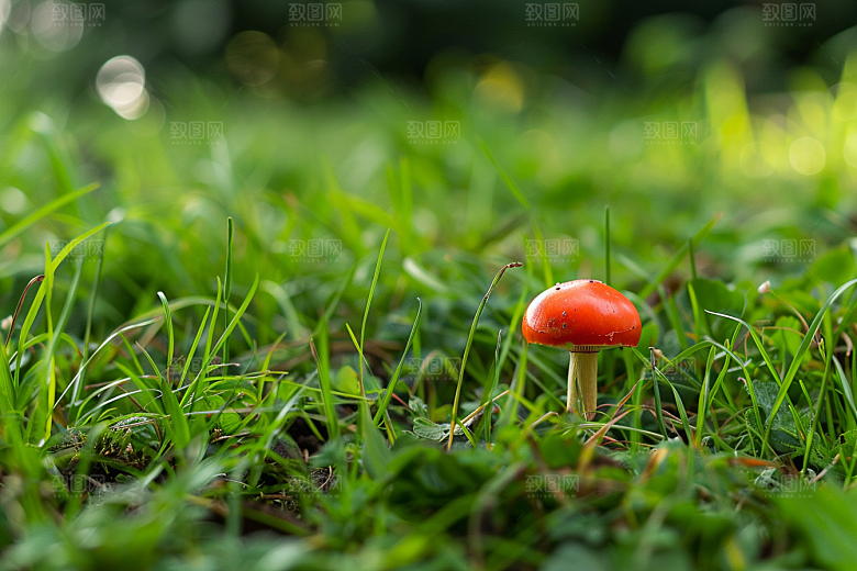蘑菇美味菌子摄影图