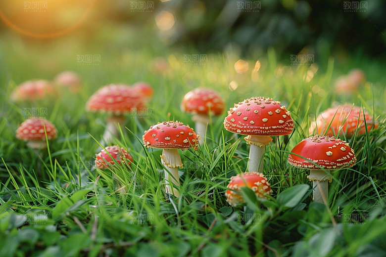 蘑菇清新山林摄影图