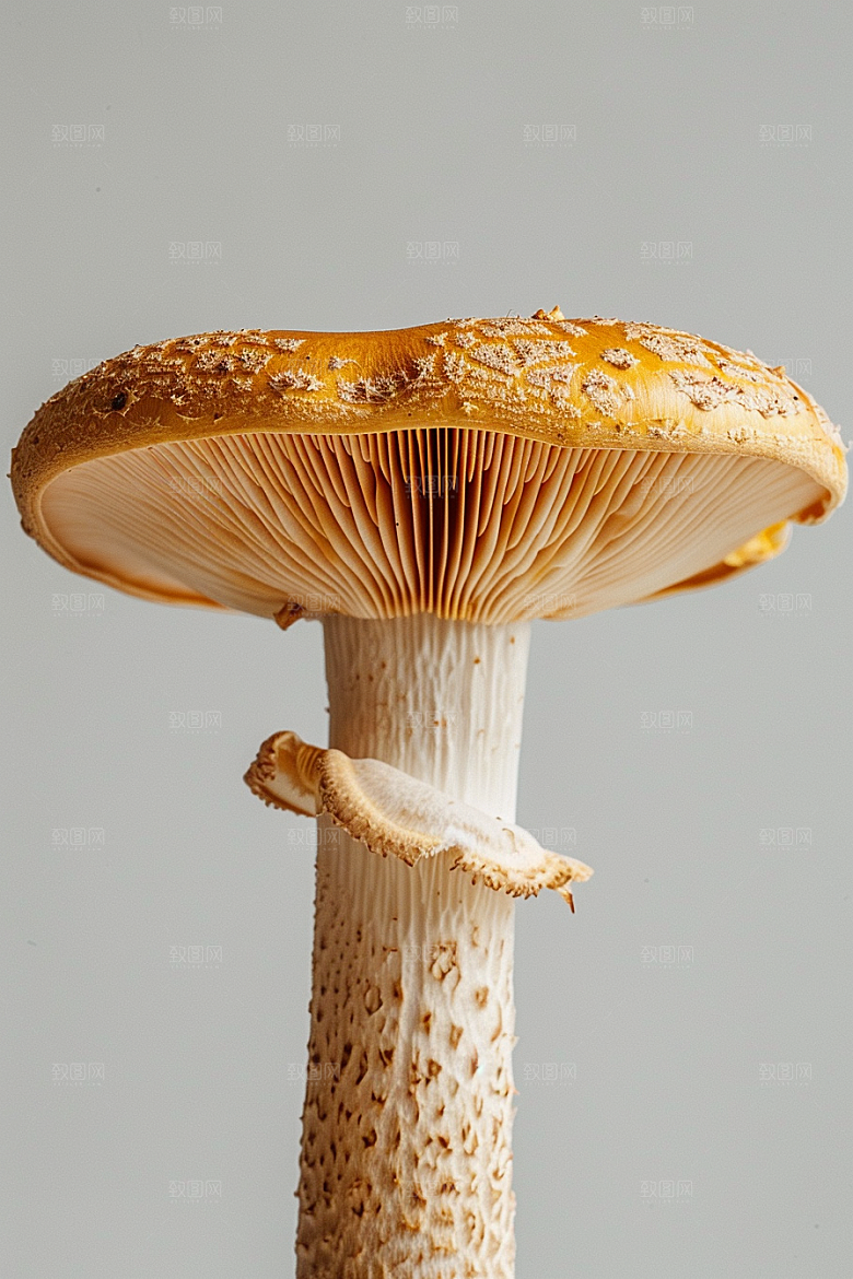 蘑菇山珍山林摄影图