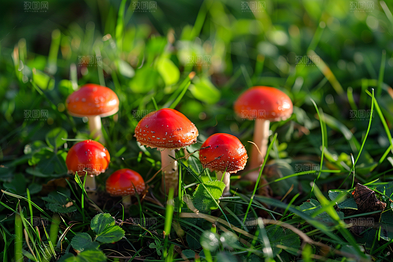 蘑菇山林食材摄影图