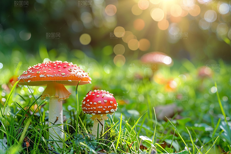 蘑菇新鲜食材摄影图