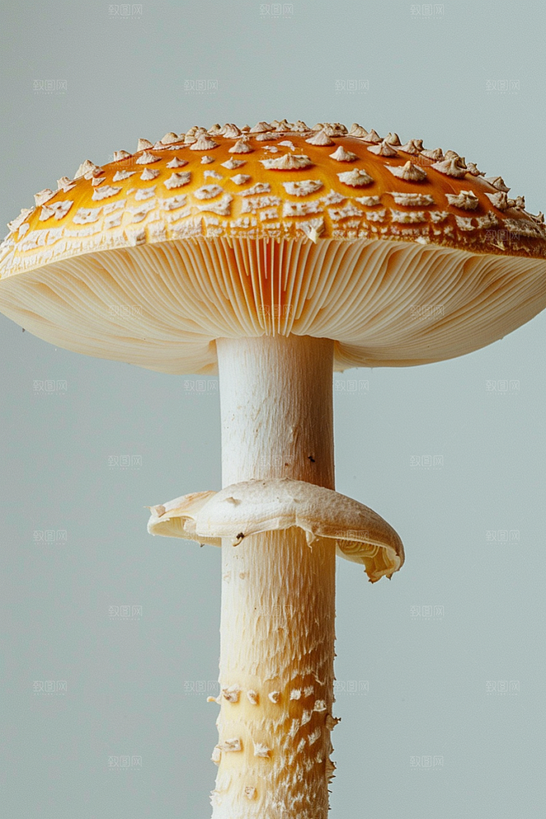 蘑菇山林新鲜摄影图