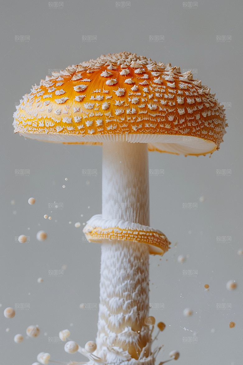 蘑菇山珍高清摄影图