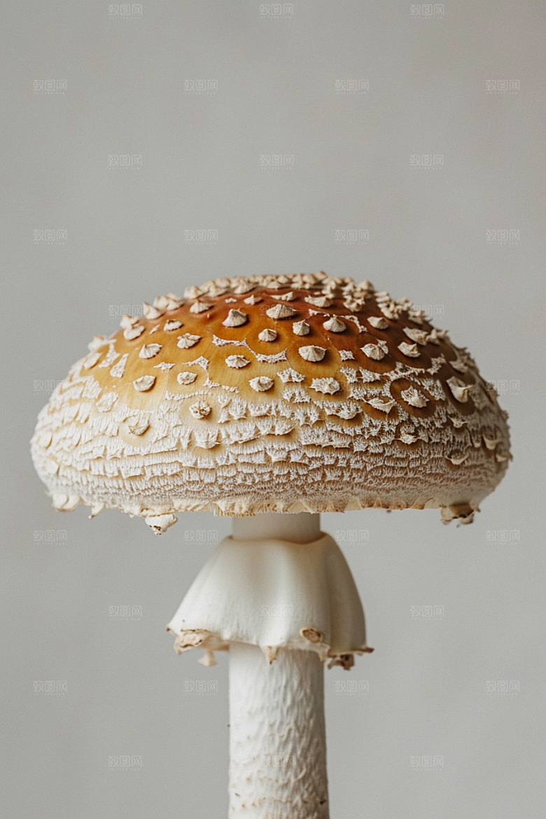 蘑菇菌菇山珍摄影图