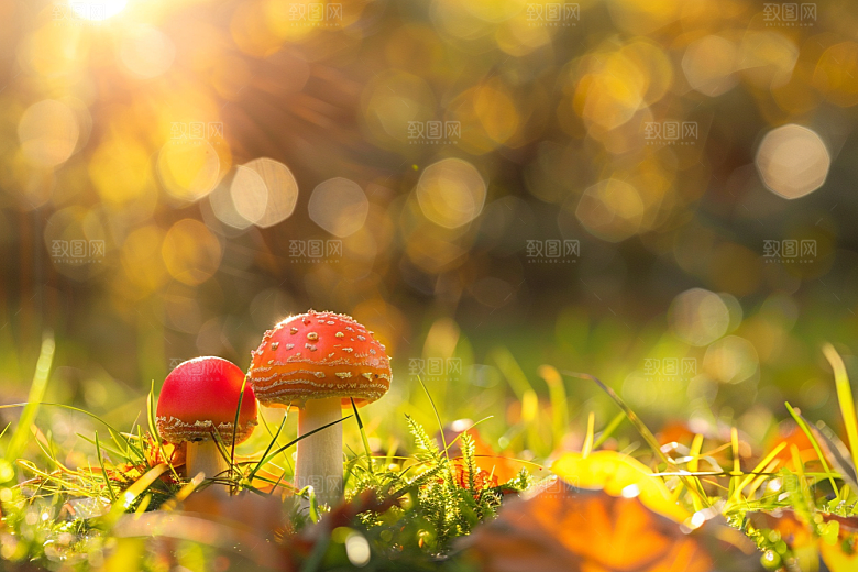 蘑菇菌子菌菇摄影图