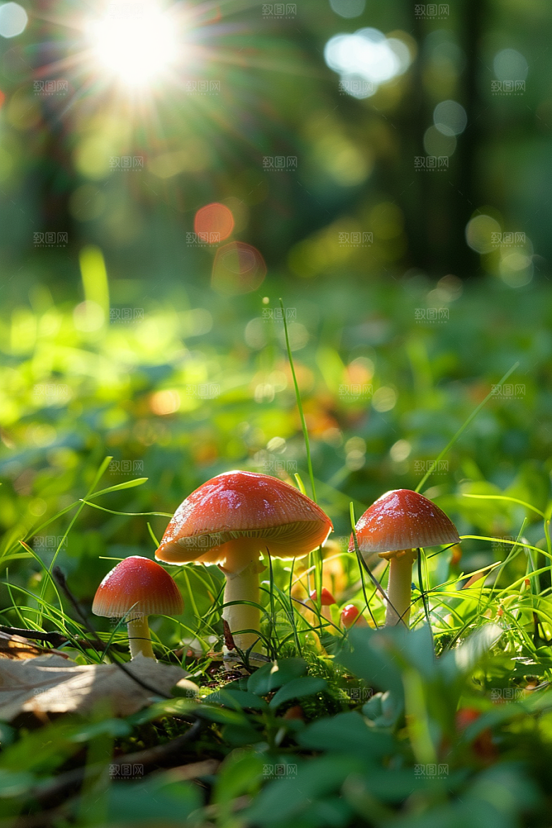 蘑菇食材树林摄影图