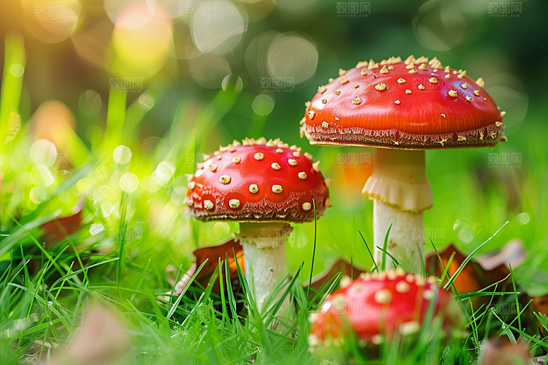 蘑菇高清云南摄影图