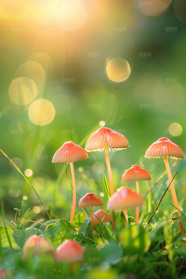 蘑菇雨后高清摄影图