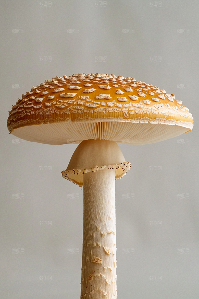 蘑菇雨后美味摄影图