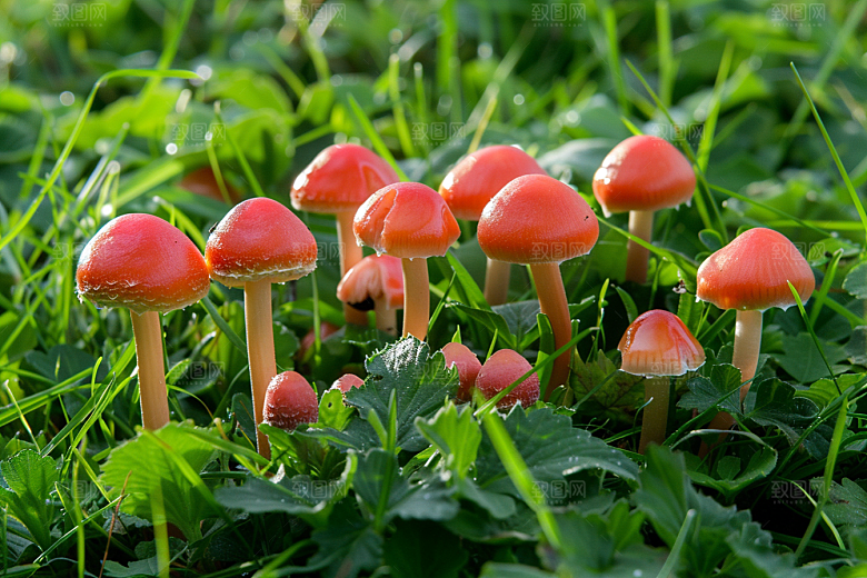 蘑菇鲜美云南摄影图