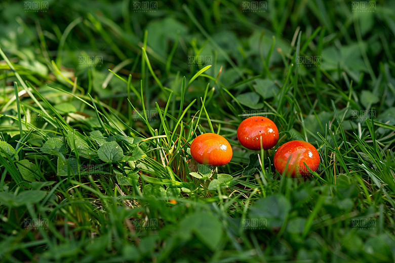 蘑菇山珍自然摄影图