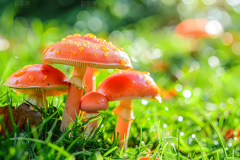 蘑菇菌子新鲜摄影图