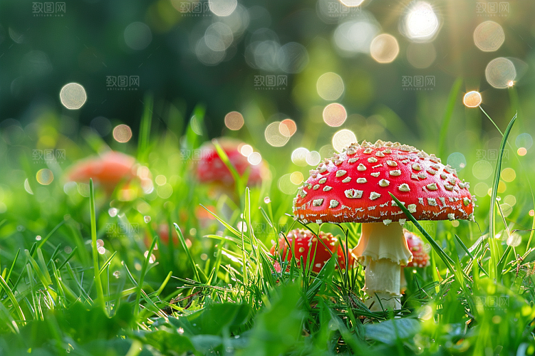蘑菇高清山林摄影图