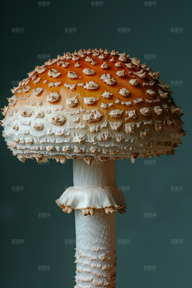 蘑菇自然山林摄影图