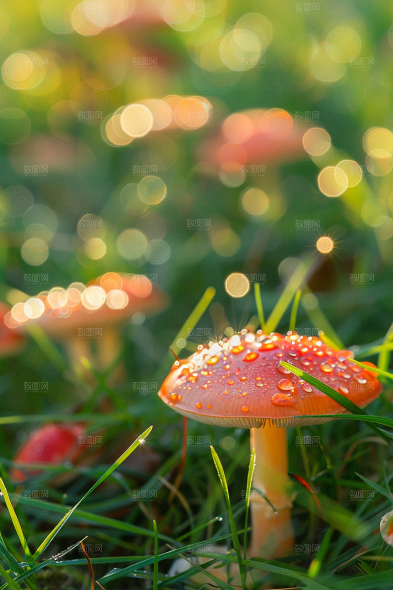 蘑菇美味雨后摄影图