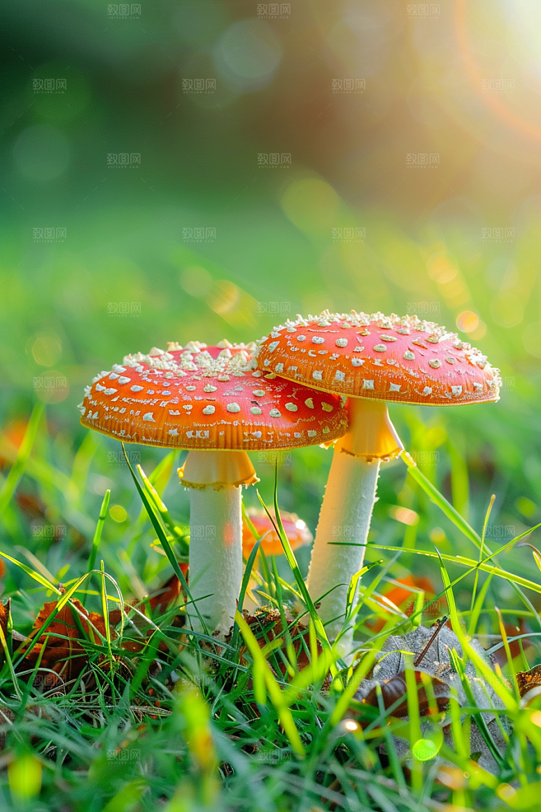 蘑菇山林高清摄影图