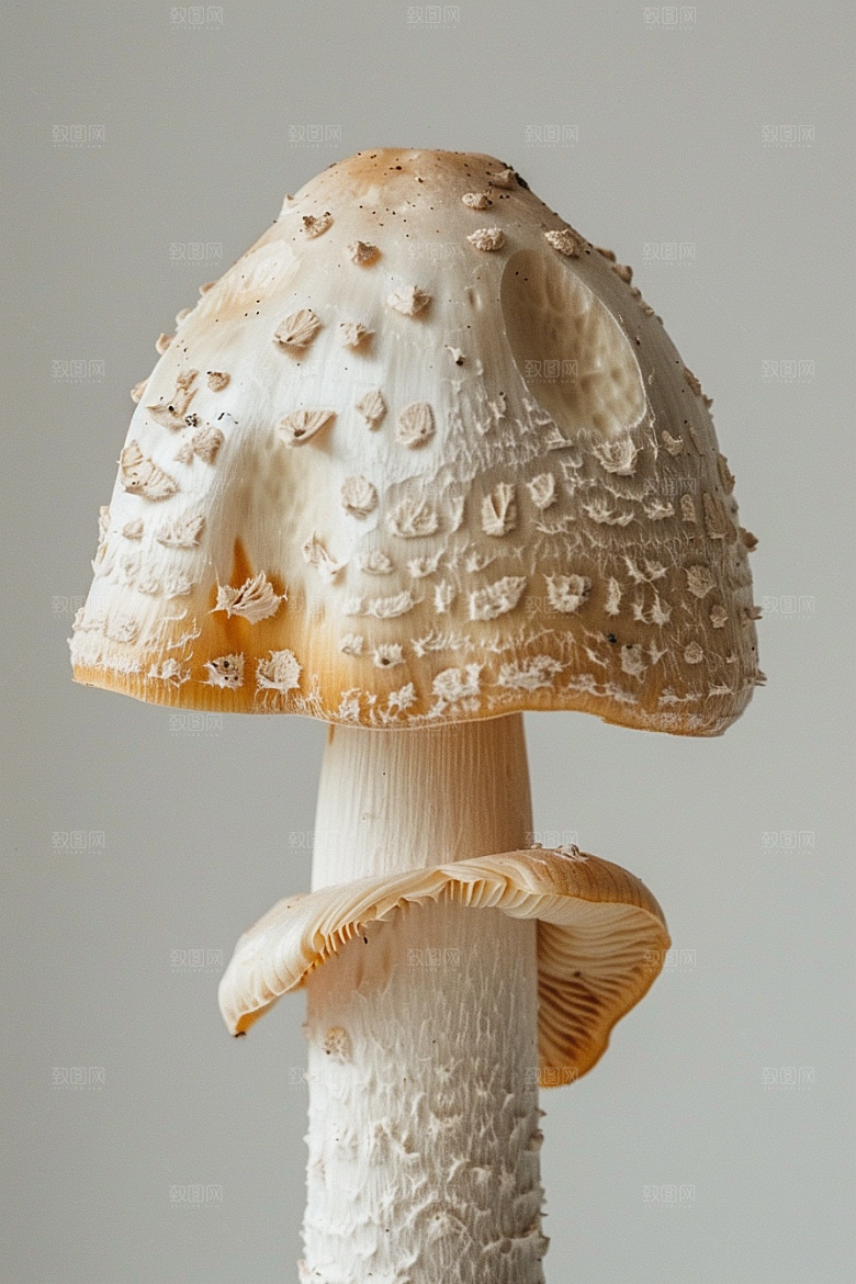 蘑菇食材云南摄影图