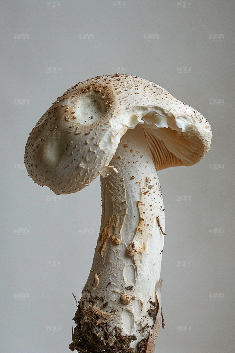 蘑菇山珍雨后摄影图
