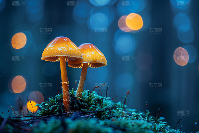 蘑菇鲜美高清摄影图