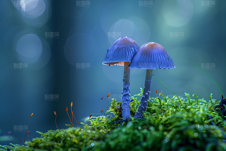 蘑菇山珍清新摄影图