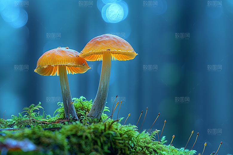 蘑菇菌子云南摄影图