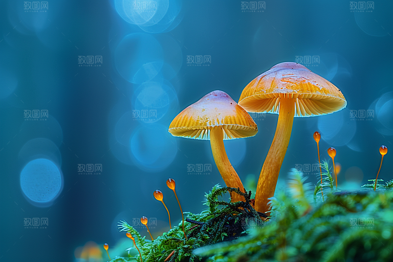 蘑菇高清山珍摄影图