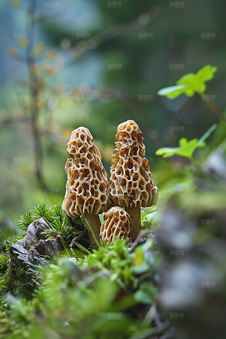蘑菇美味山林摄影图