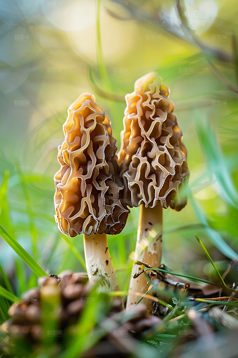 蘑菇雨后自然摄影图