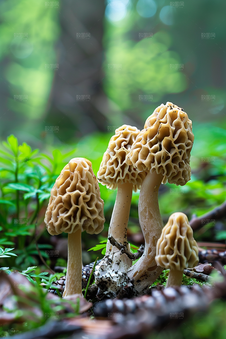 蘑菇山林菌菇摄影图