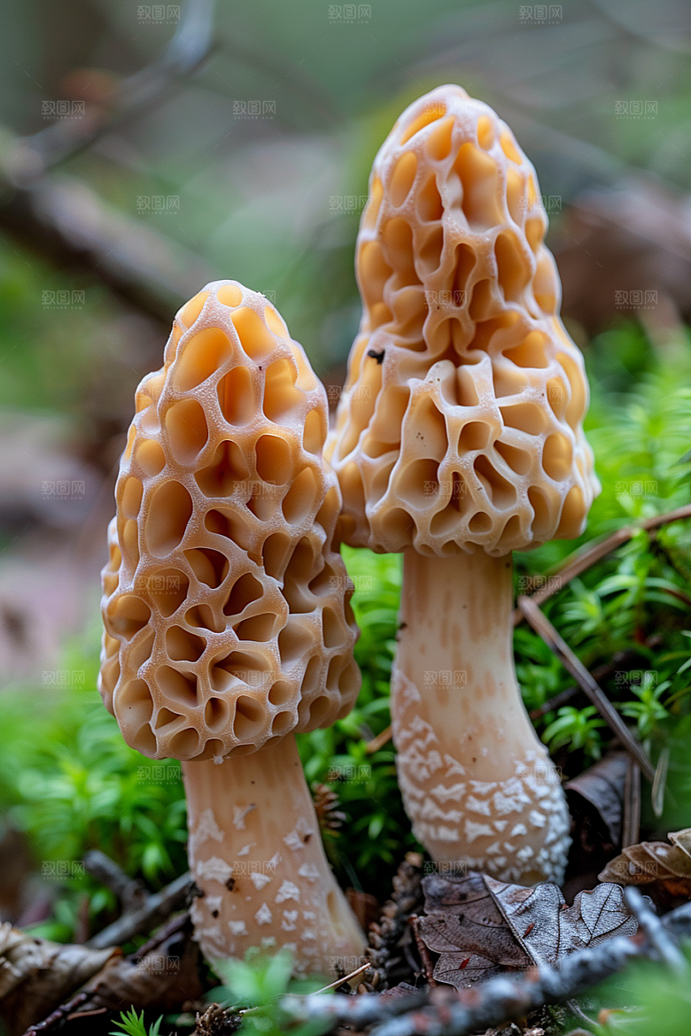 蘑菇新鲜食材摄影图