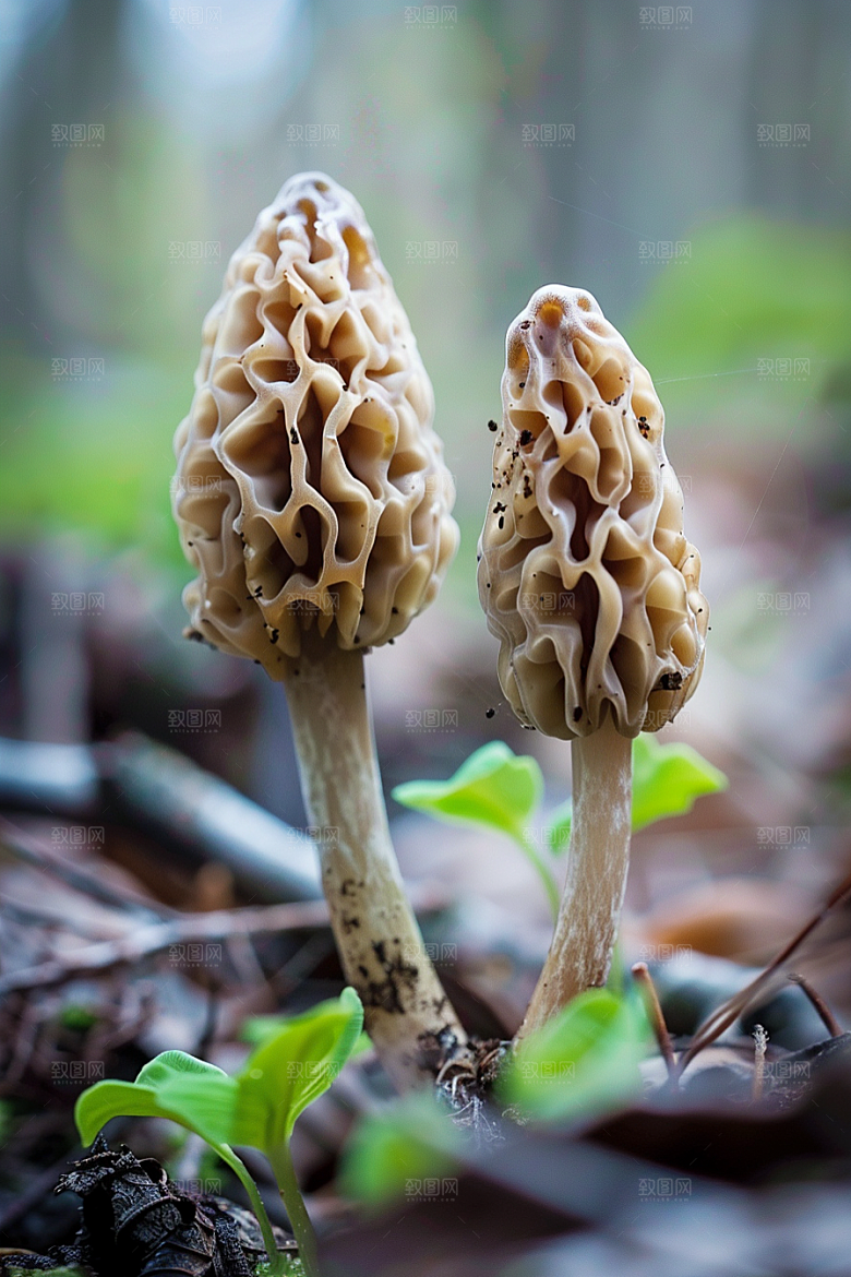 蘑菇菌菇美味摄影图