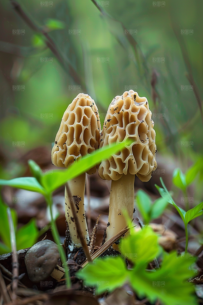 蘑菇云南树林摄影图