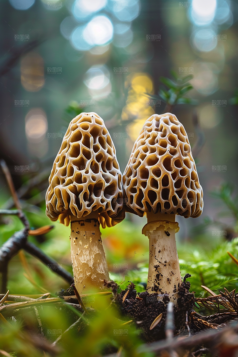 蘑菇菌菇树林摄影图