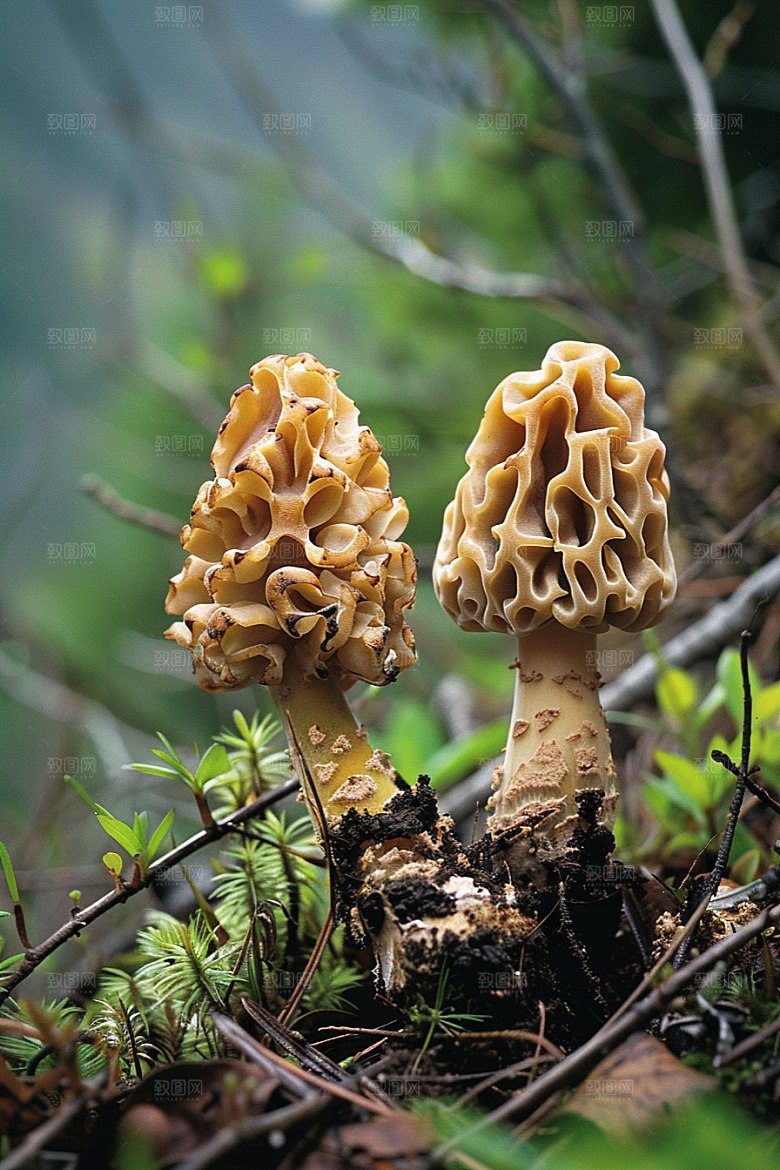 蘑菇食材高清摄影图