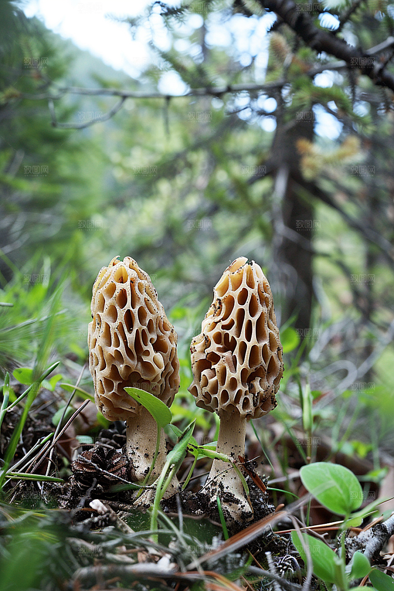 蘑菇山珍美味摄影图