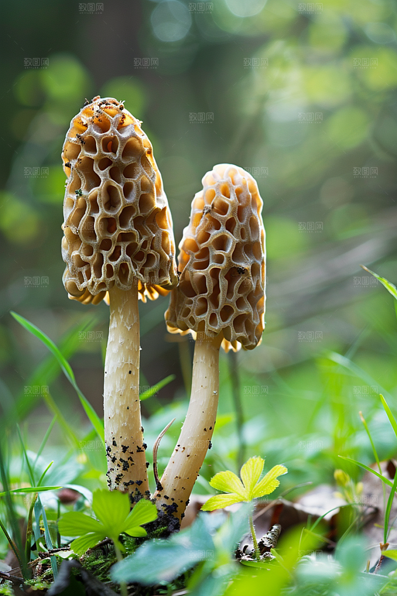 蘑菇自然菌子摄影图