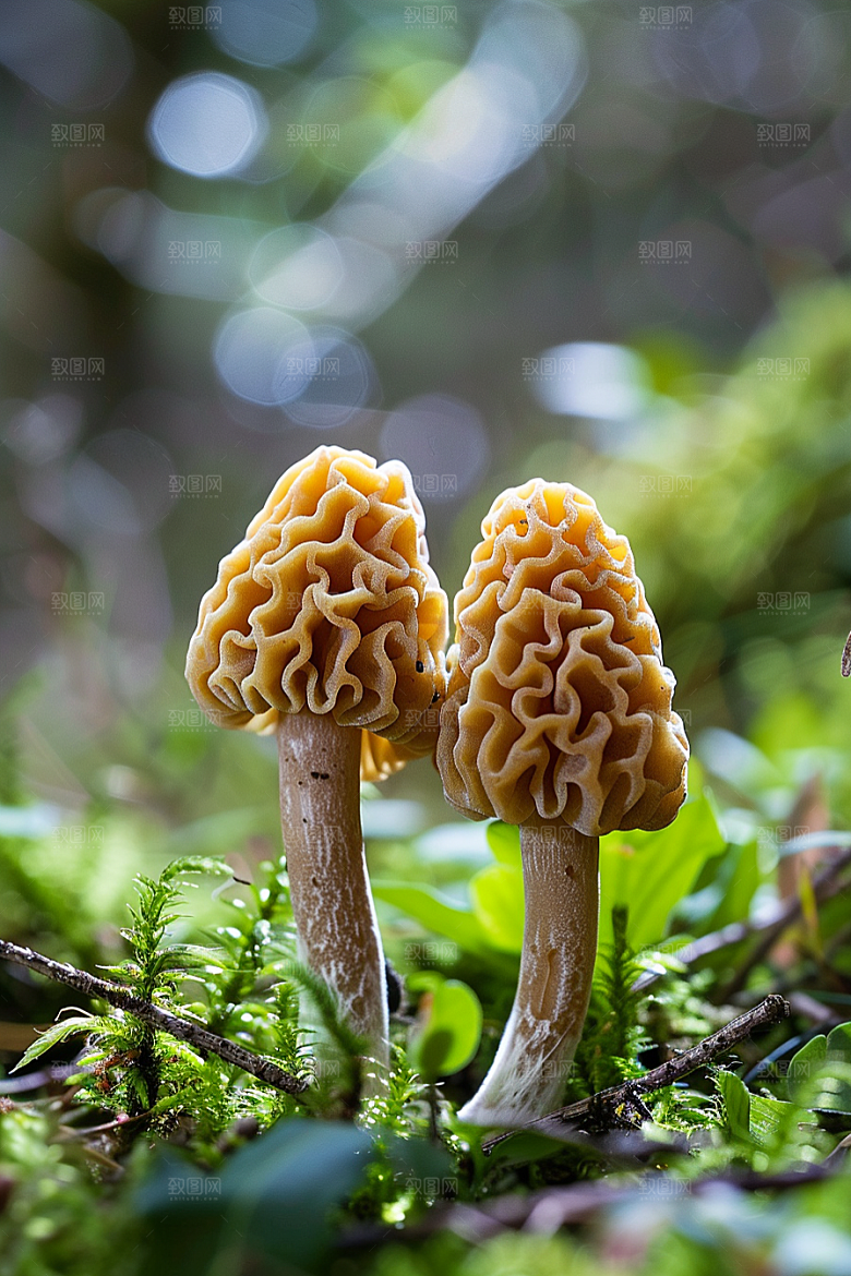 蘑菇山珍山林摄影图