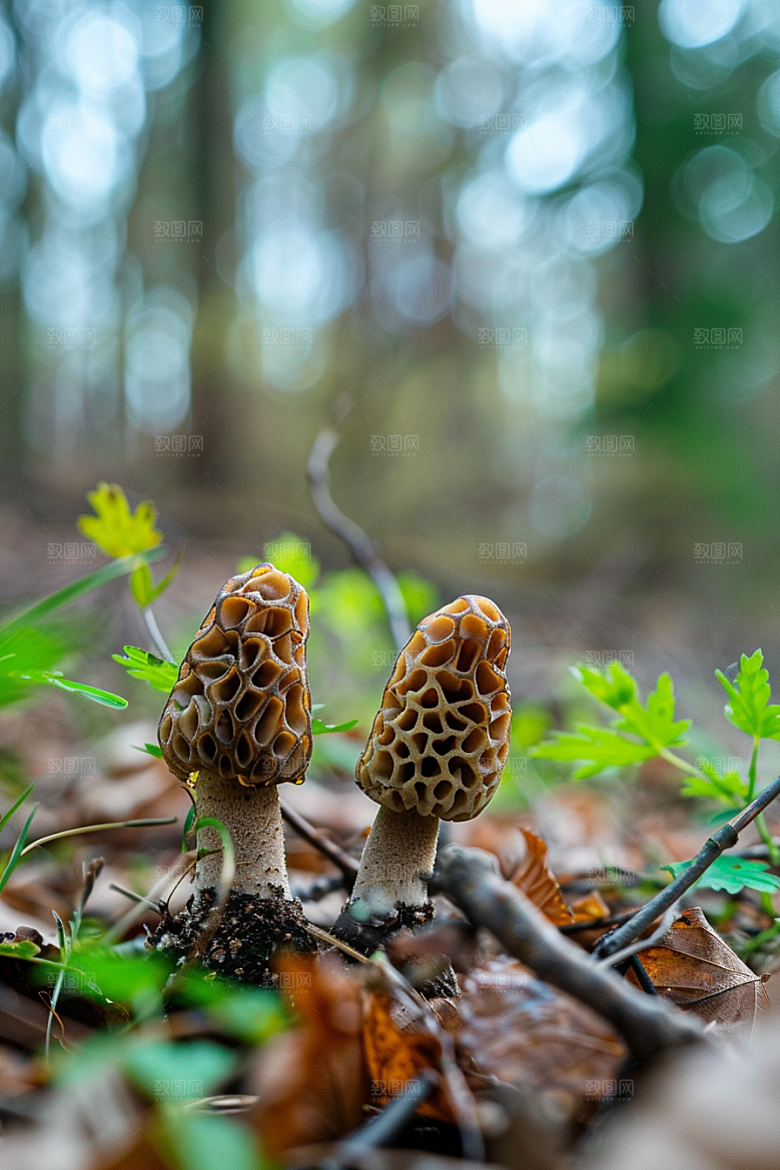 蘑菇美味食材摄影图
