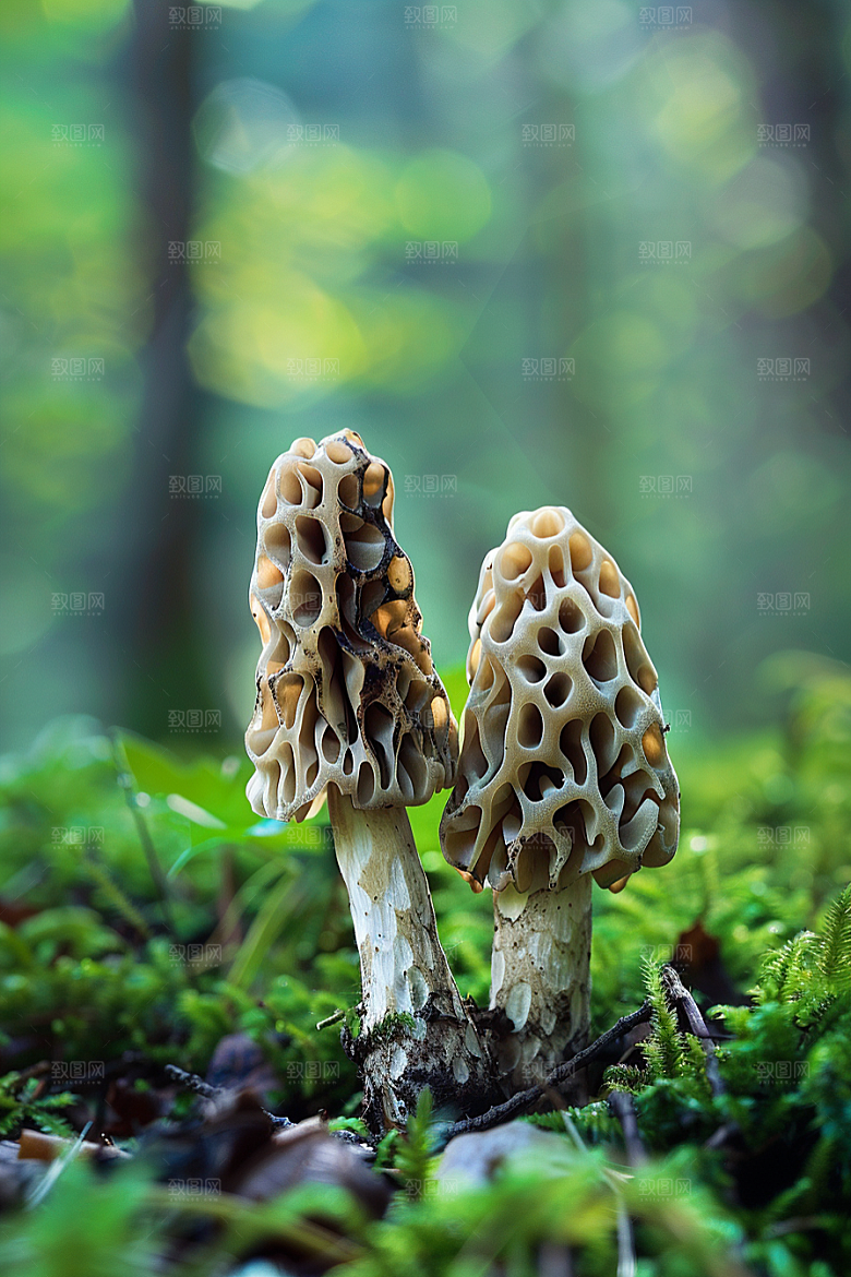 蘑菇菌子食材摄影图