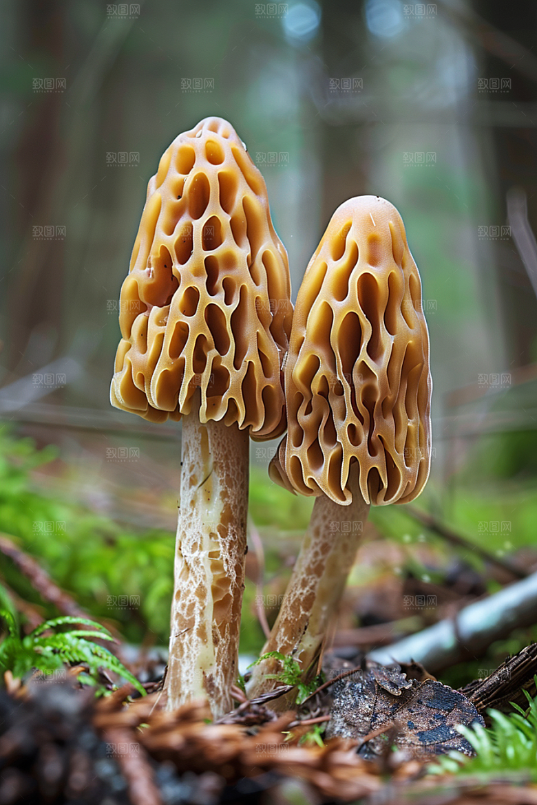 蘑菇树林自然摄影图