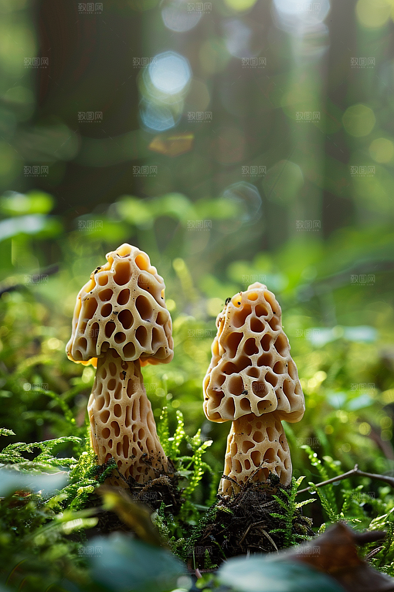 蘑菇清新菌菇摄影图