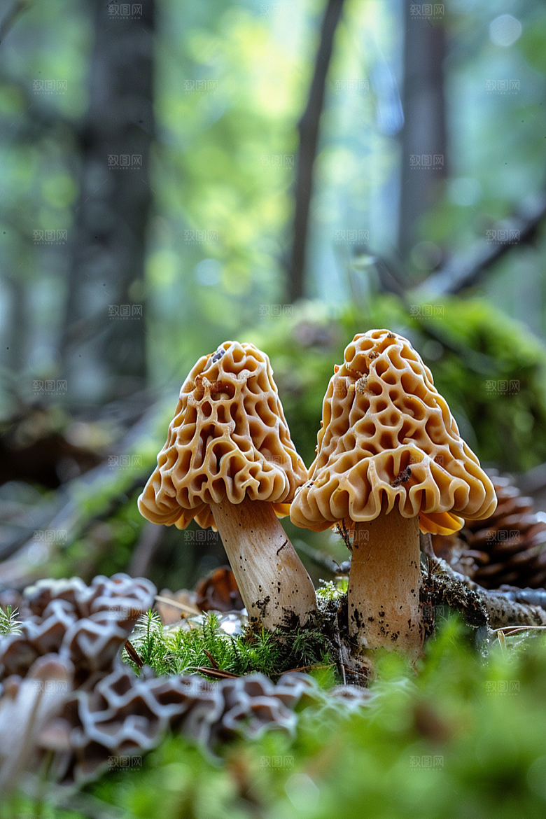 蘑菇高清山林摄影图