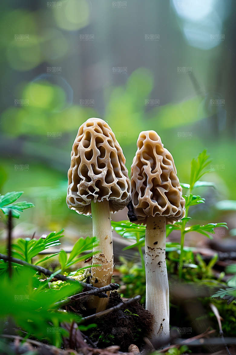 蘑菇新鲜食材摄影图